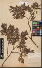 Foto von Salix aurita L. x Salix lapponum L. x Salix myrtilloides L.